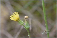 Sonchus asper